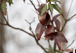 Canon-RF-24-240-Samples-25