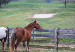 Canon-RF-24-240-Samples-38