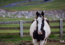 Canon-RF-24-240-Samples-40