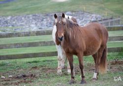 Canon-RF-24-240-Samples-41