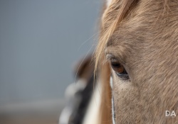 Canon-RF-24-240-Samples-44