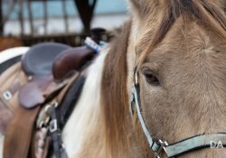 Canon-RF-24-240-Samples-45