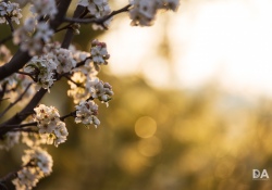 Canon-RF-24-240-Samples-59