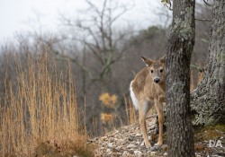 Canon-RF-24-240-Samples-9