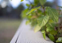 37-Bokeh-1