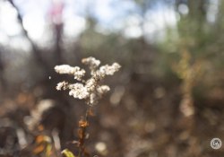 37-Bokeh-2