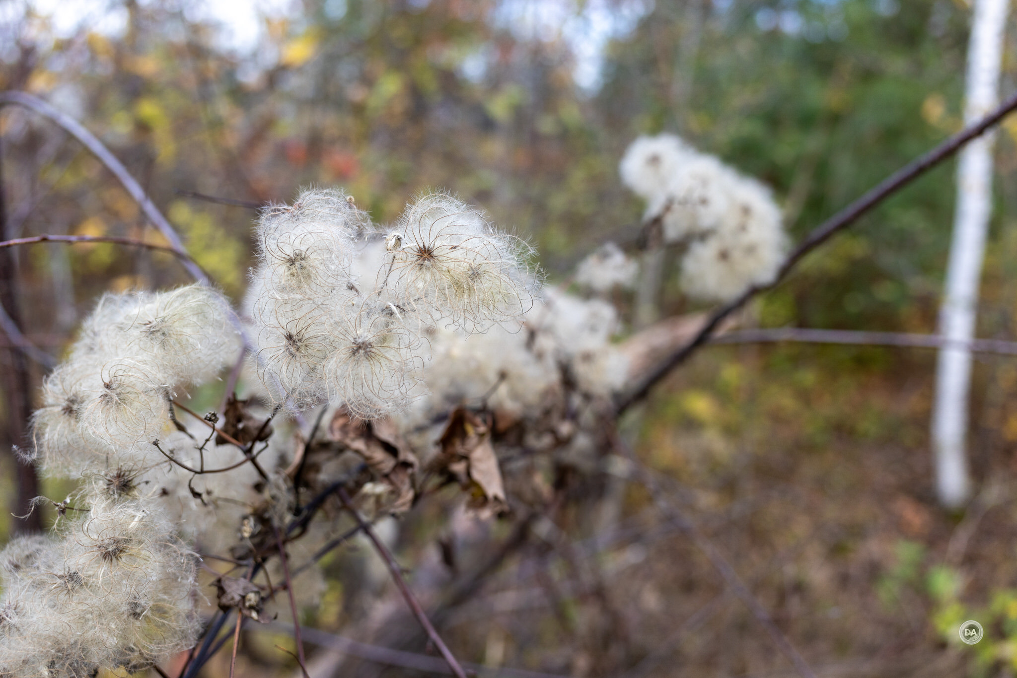 RF28-Samples-48