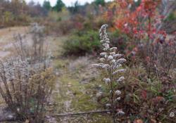 RF28-Samples-17