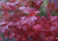 41-Bokeh-1
