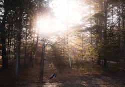 Talking Turkey (Canon EOS RP Review)