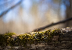 Canon EOS RP Review