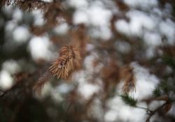 15-Foreground-Focus 15-Foreground-Focus