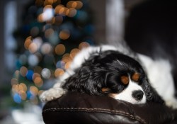 33-Bokeh-3