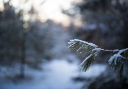 33-Bokeh-5