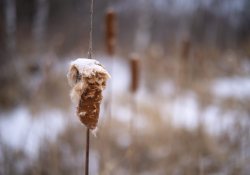 39-Bokeh-6