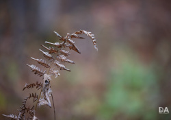 44-Bokeh-11