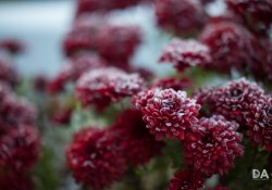 44-Bokeh-5