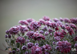 44-Bokeh-6