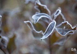 44-Bokeh-7