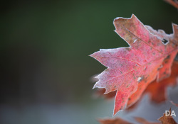 44-Bokeh-8
