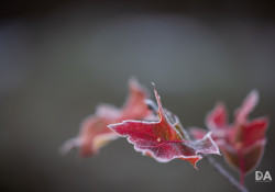 44-Bokeh-9