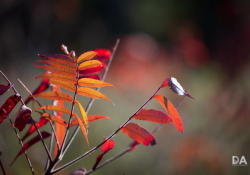 44-Bokeh