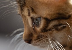 24-Shadowed-Eye-2