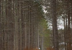 36-Landscapes