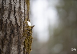 40-Bokeh-2