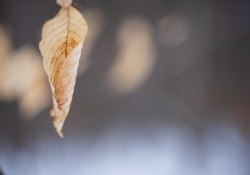 34-Bokeh-2