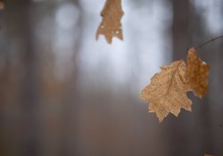 34-Bokeh-3