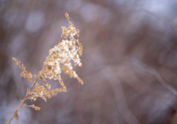 34-Bokeh-5