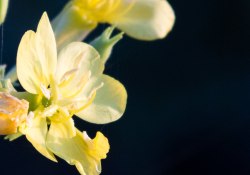 30-150mm-Real-World-2