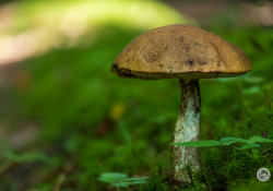 33-Close-Bokeh