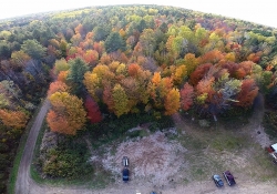 Forest 2