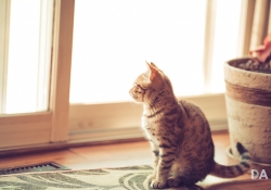 How Much is that Cat in the Window?