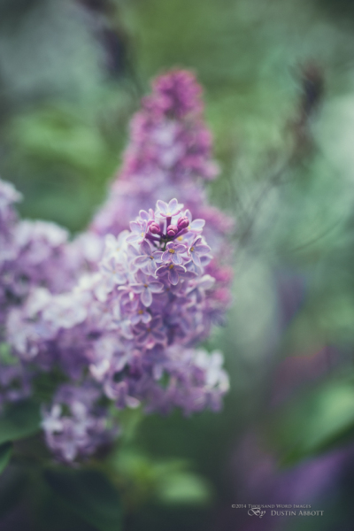 Lilac Splendor