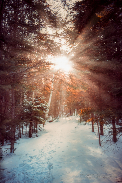 Step into the Light