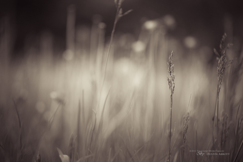 Where the Long Grass Blows