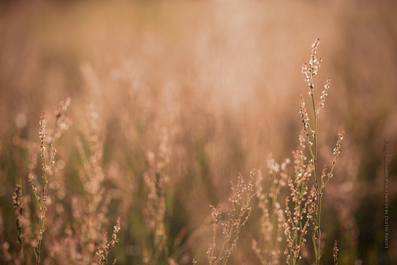 Just the Grass