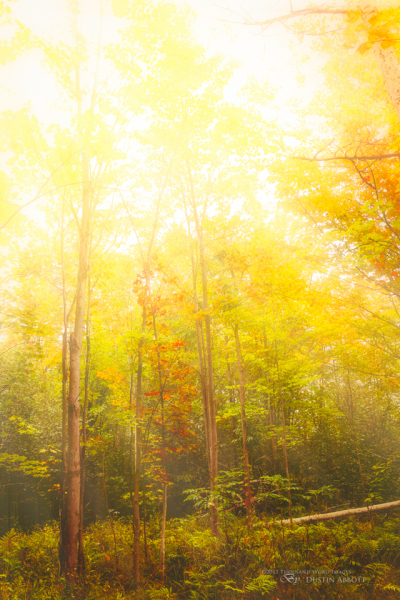 Let There be Light