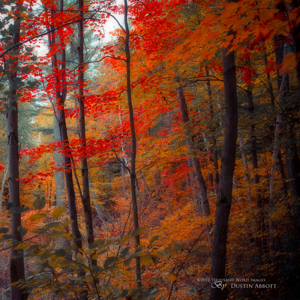 The Depths of Autumn
