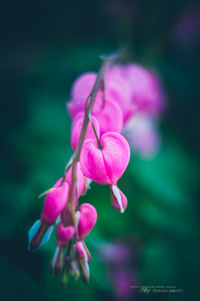 A New Heart