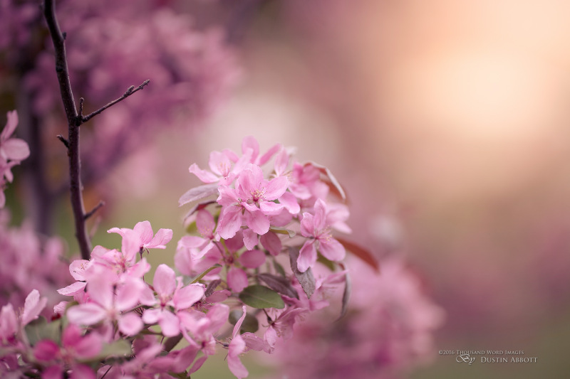 Spring's Bounty
