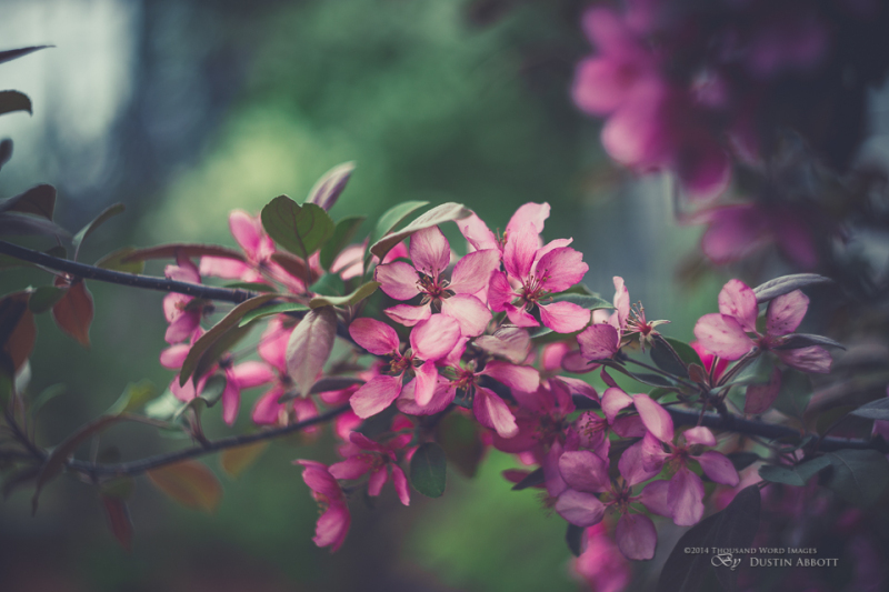 Fleeting Moments of Beauty
