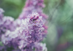 Lilac Splendor