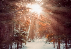 Step into the Light