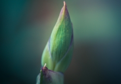 Emerging