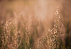 Just the Grass