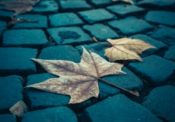 Autumn in Roma
